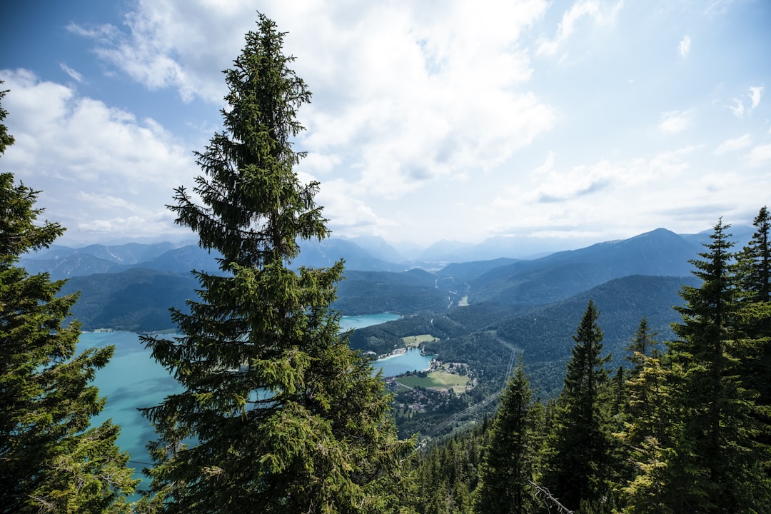 a tree with a mountain in the background, Walchensee is one of the deepest (190 m) and at the same time one of the large