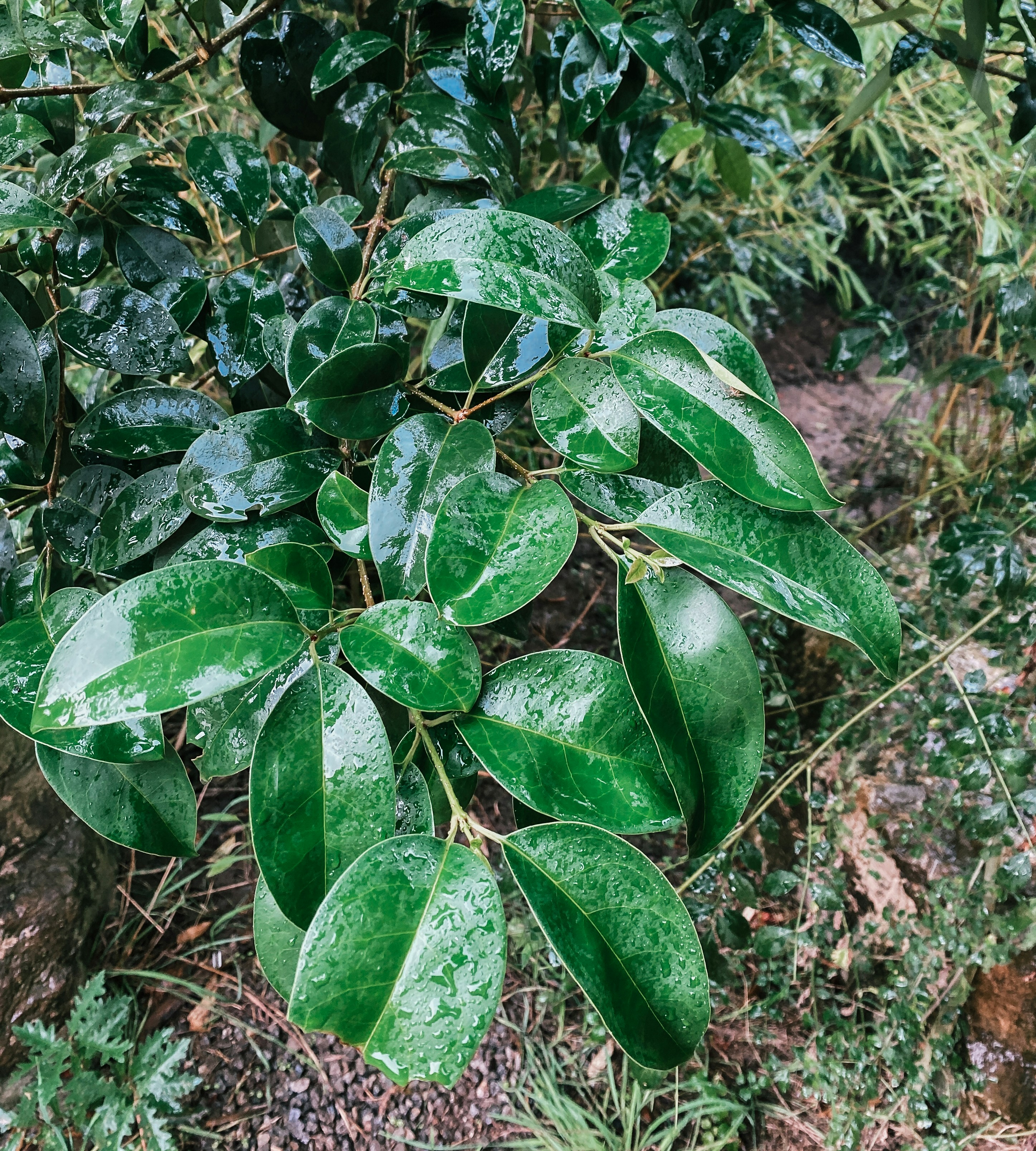 Фікус мікрокарпа — Ficus microcarpa
