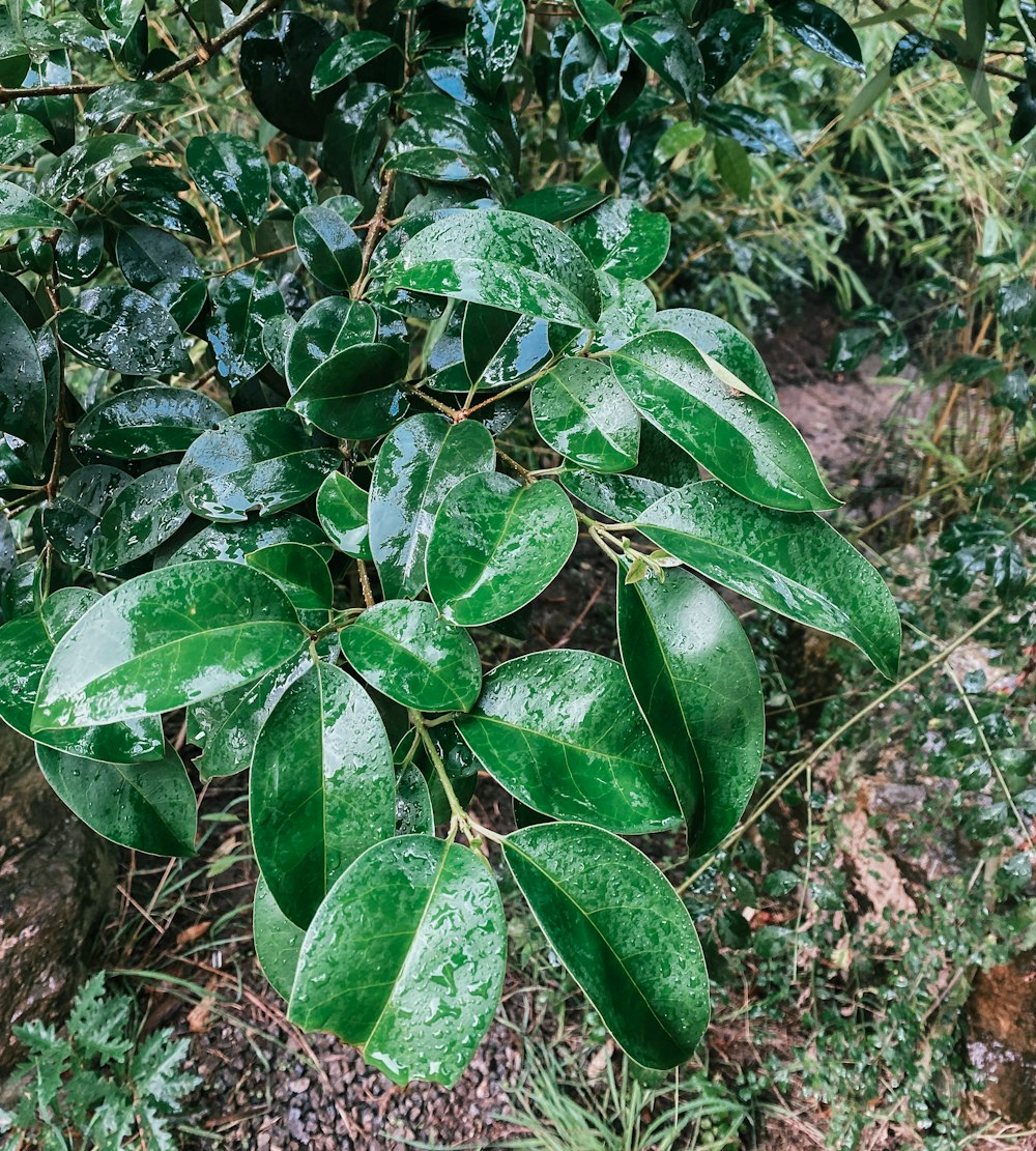 a green plant with many leaves