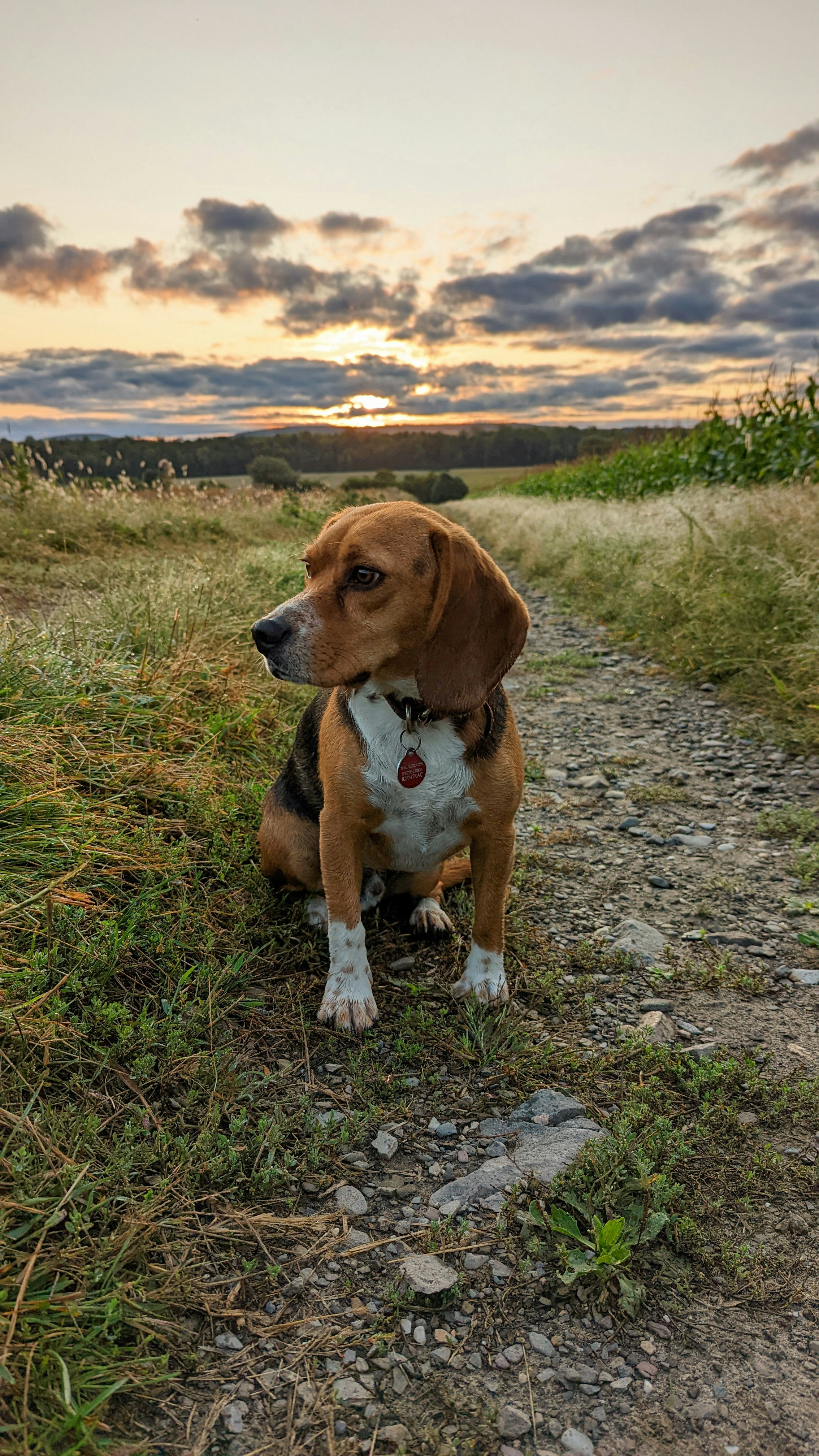 a dog sitting on a rock