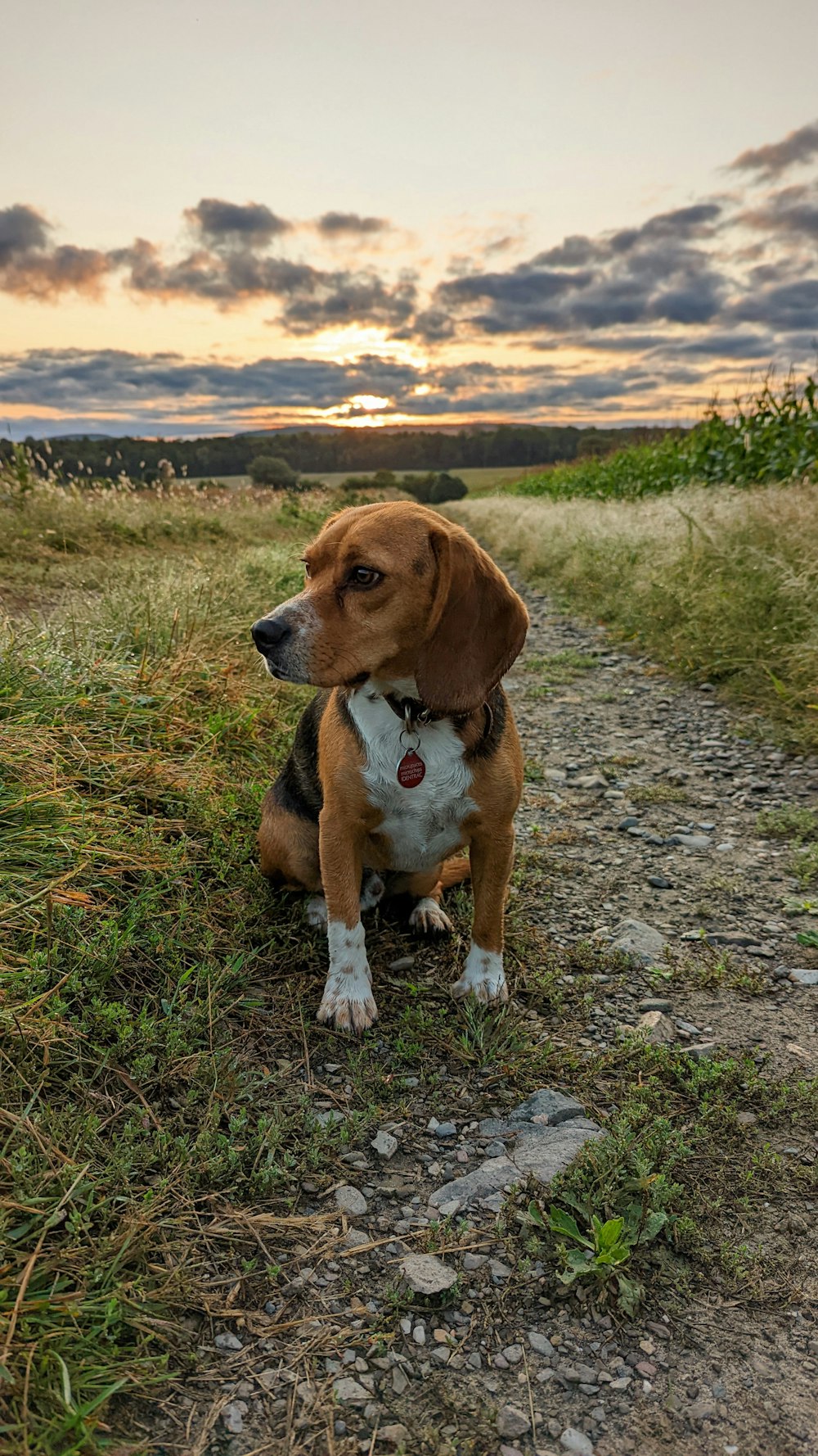 a dog sitting on a rock