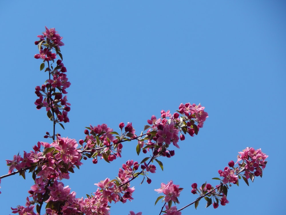 Un árbol con flores rosadas