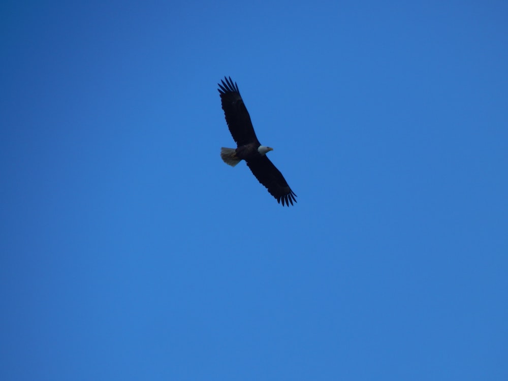 a bird flying in the sky