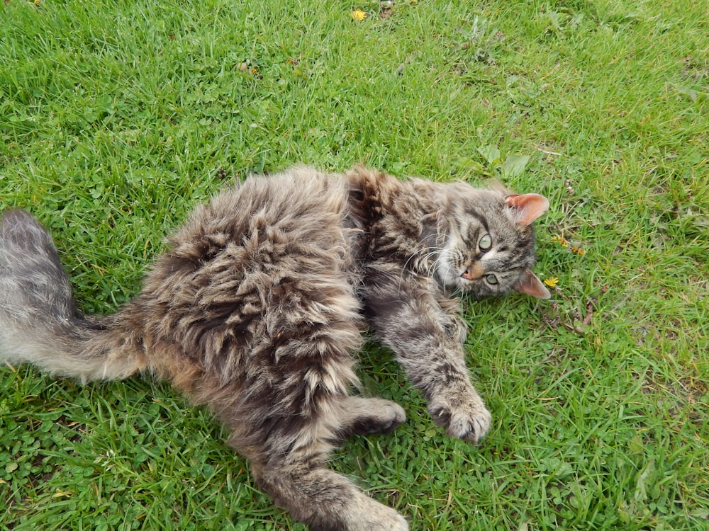 a cat lying on grass