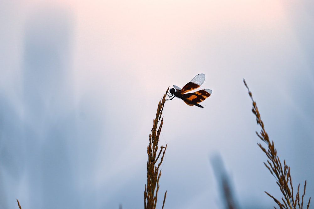 a butterfly on a plant