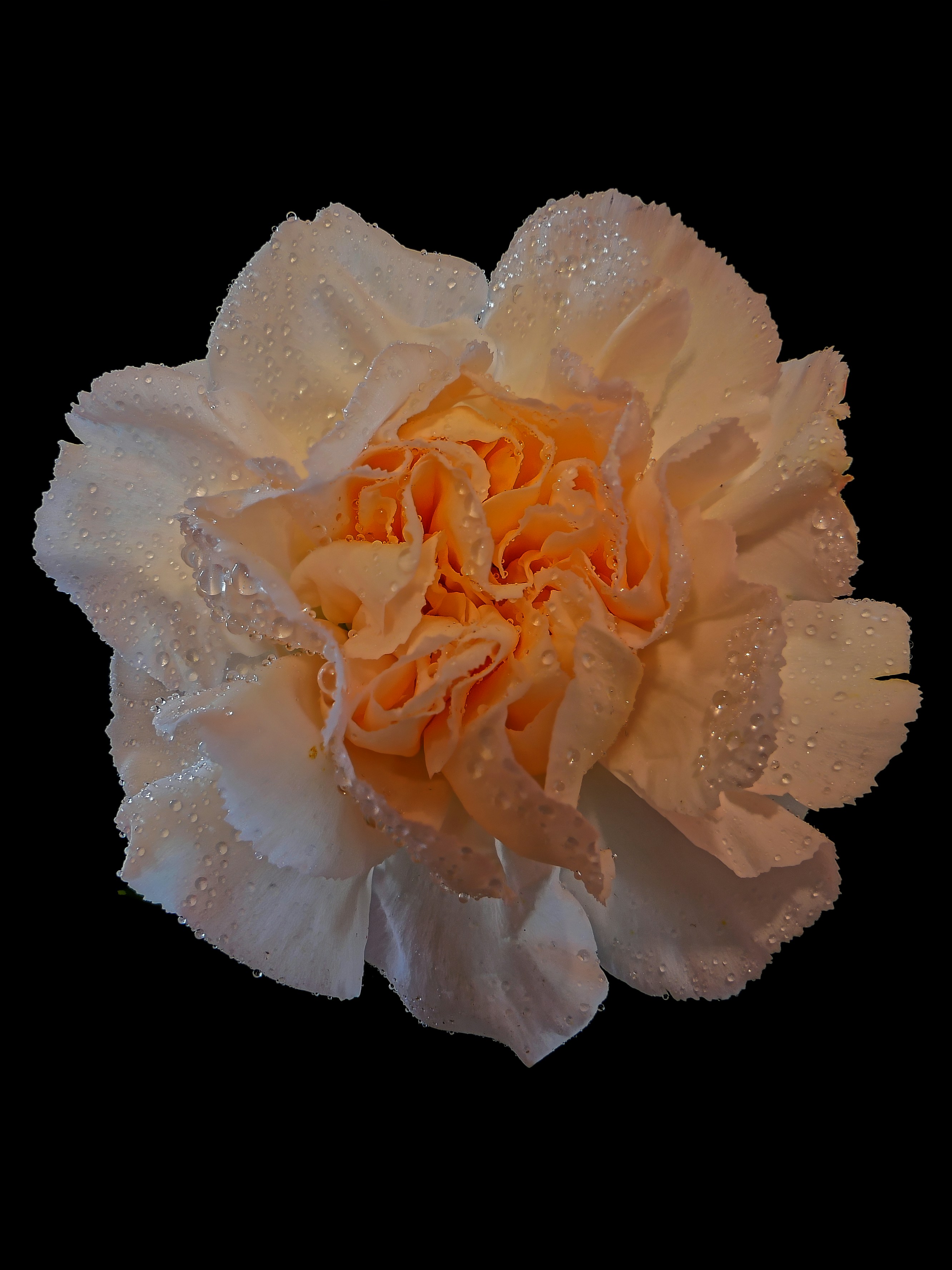 Nahaufnahme einer weißen Blume