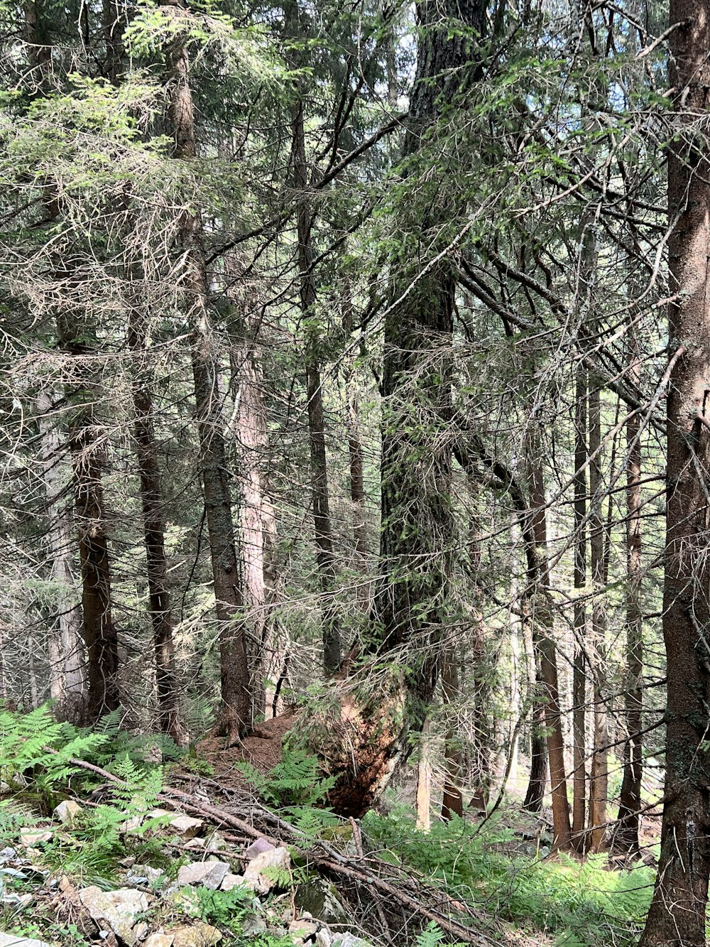 a forest of trees