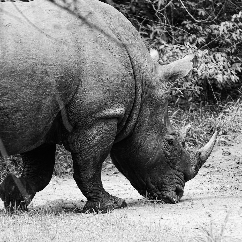 a rhinoceros with its head in the ground