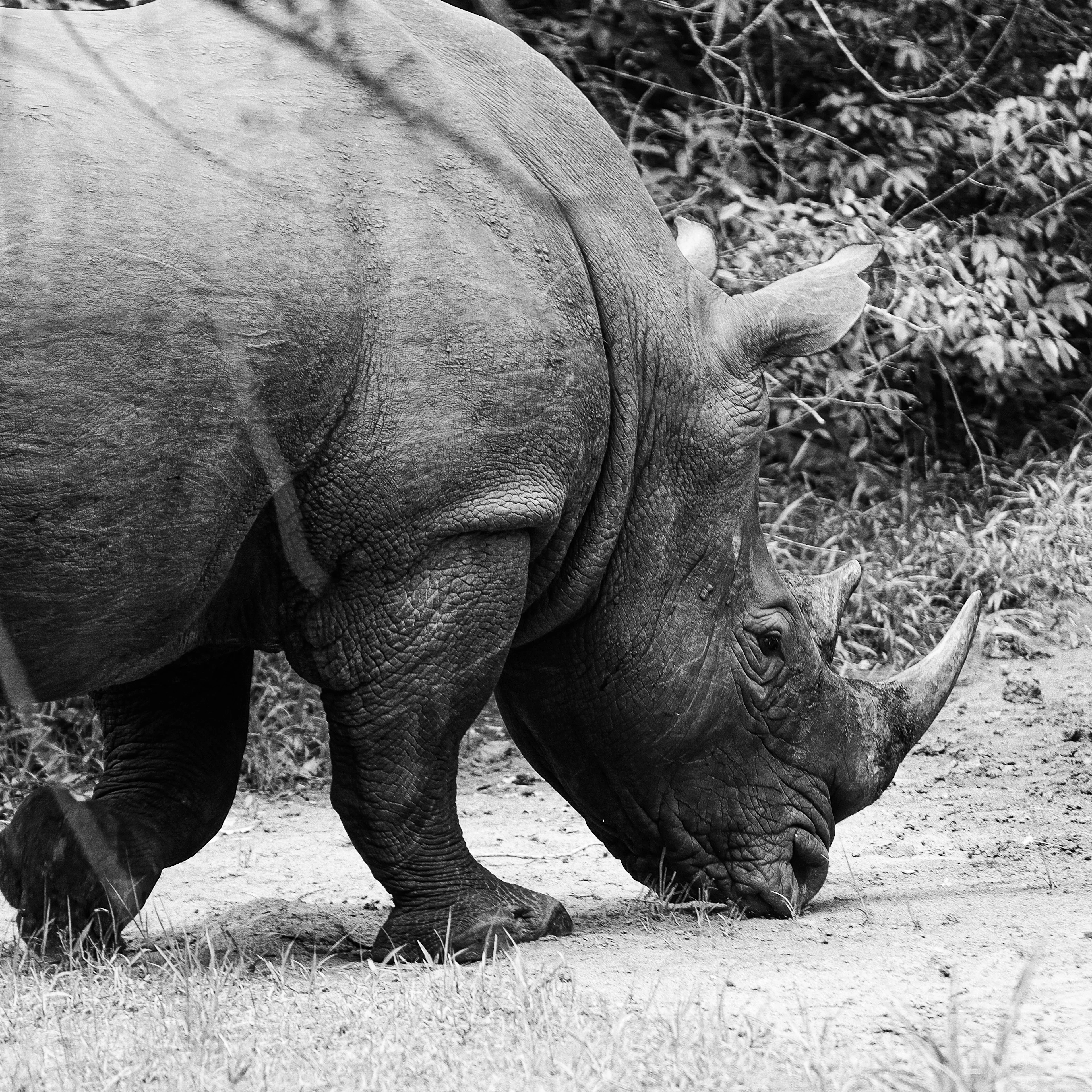 A black-and-white photograph of a rhino grazing at Ziwa Rhino Sanctuary in Uganda