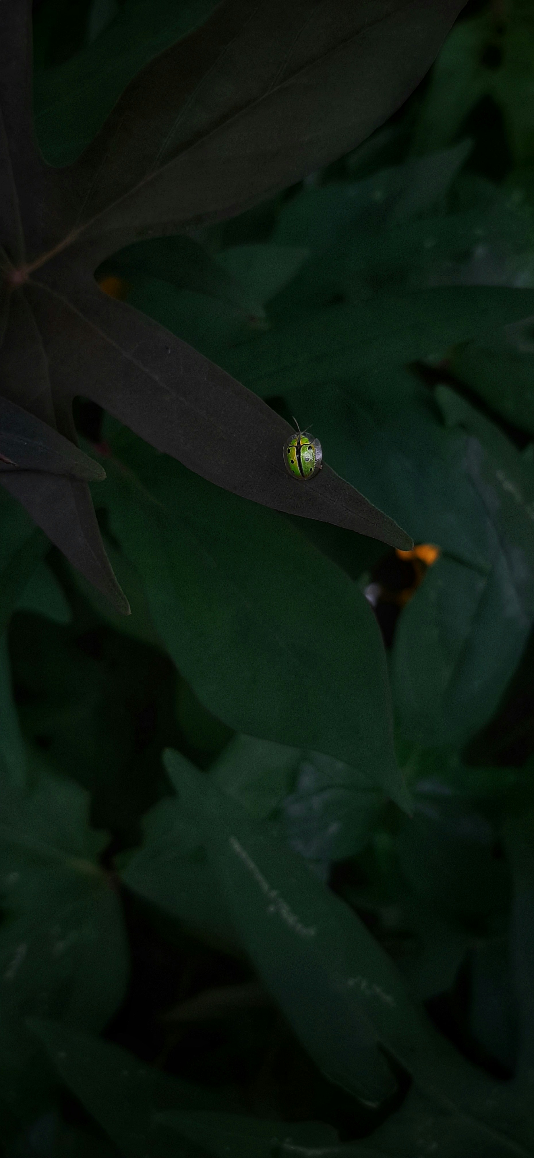 Photo by thrupthi