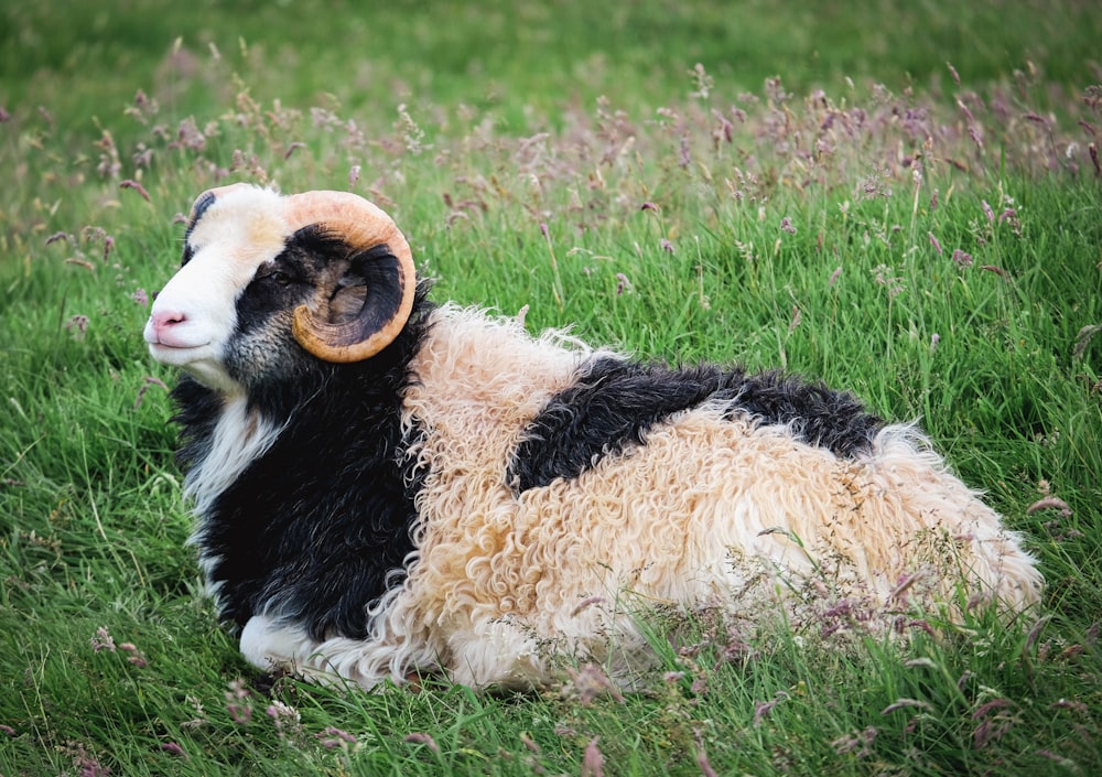 a goat lying in the grass