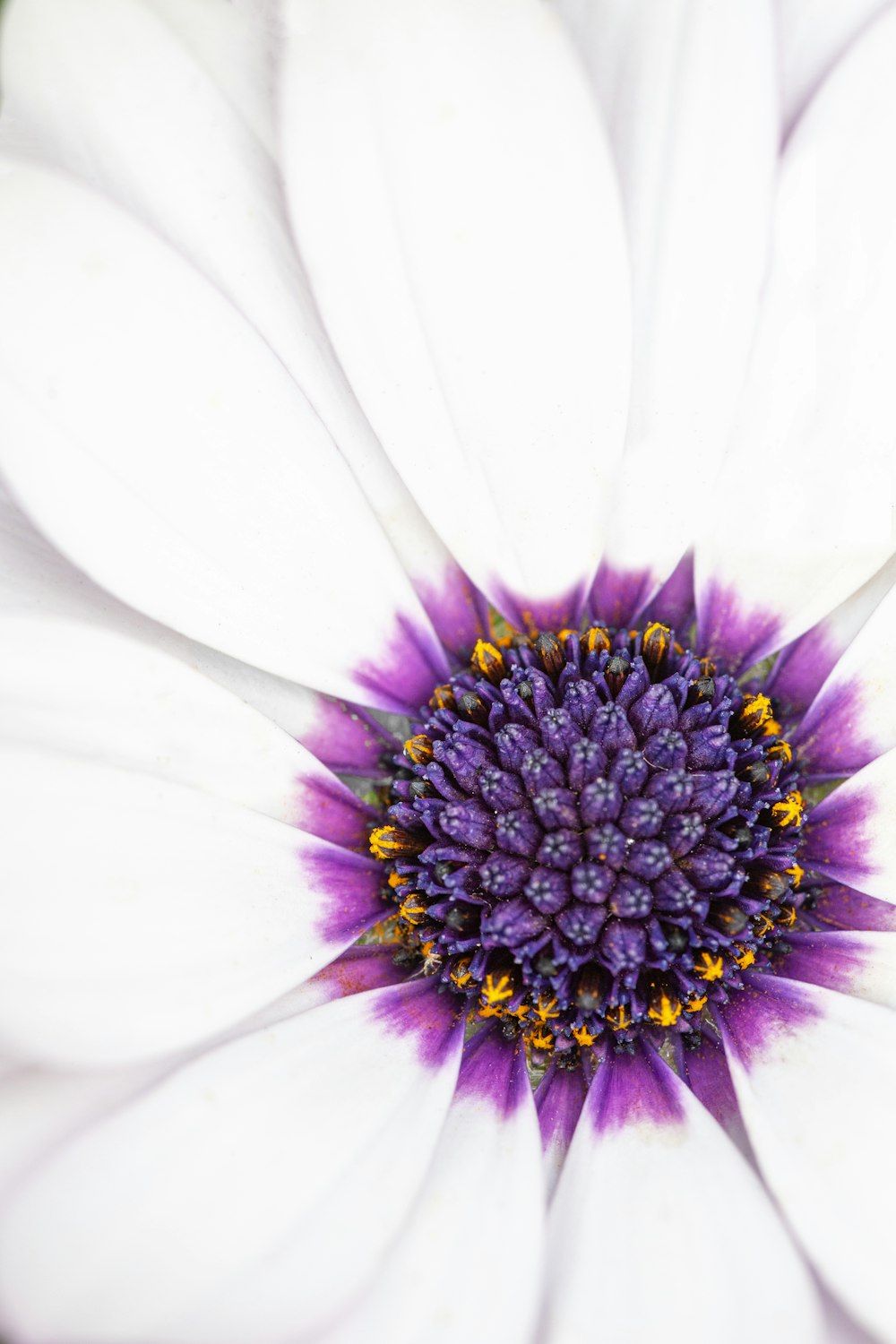 a close up of a flower