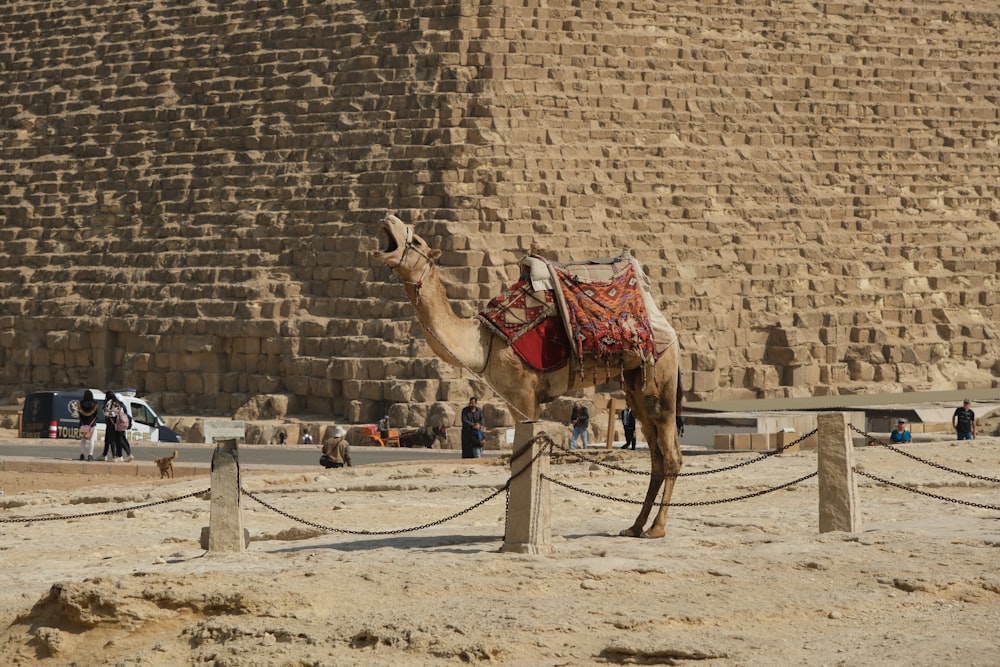 camel with red blanket on its back