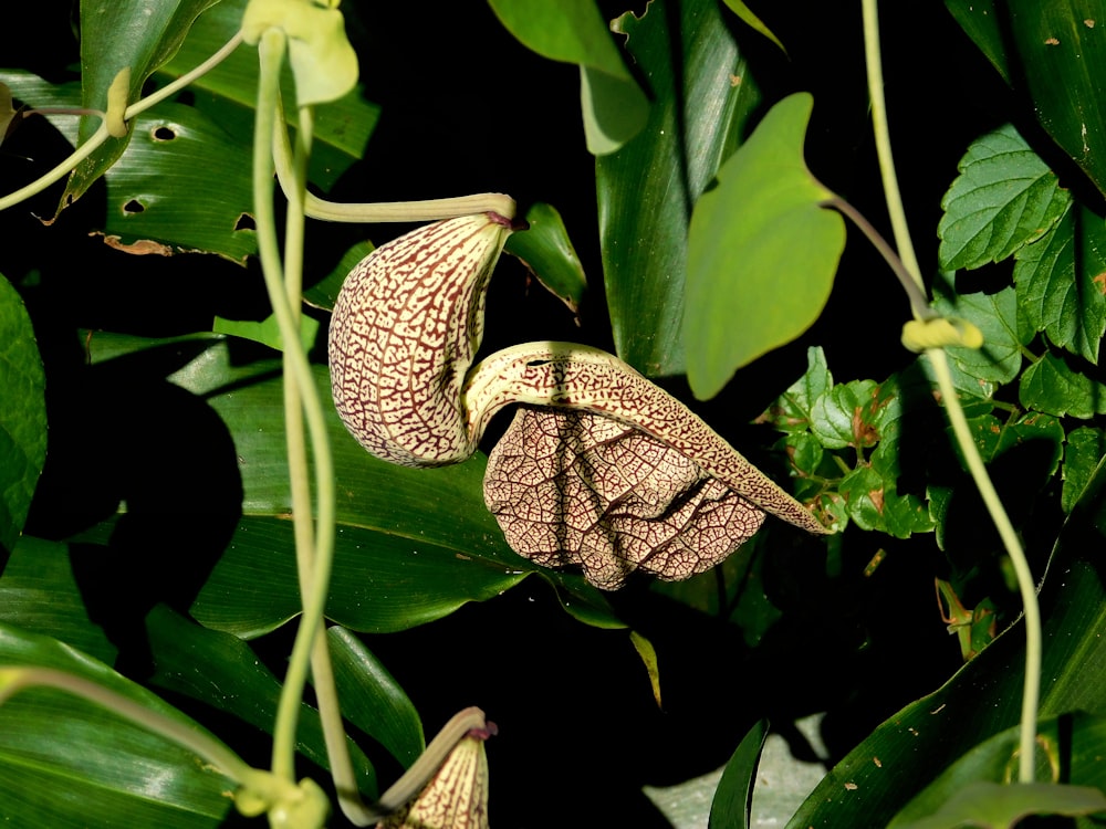 a couple of butterflies on a leaf