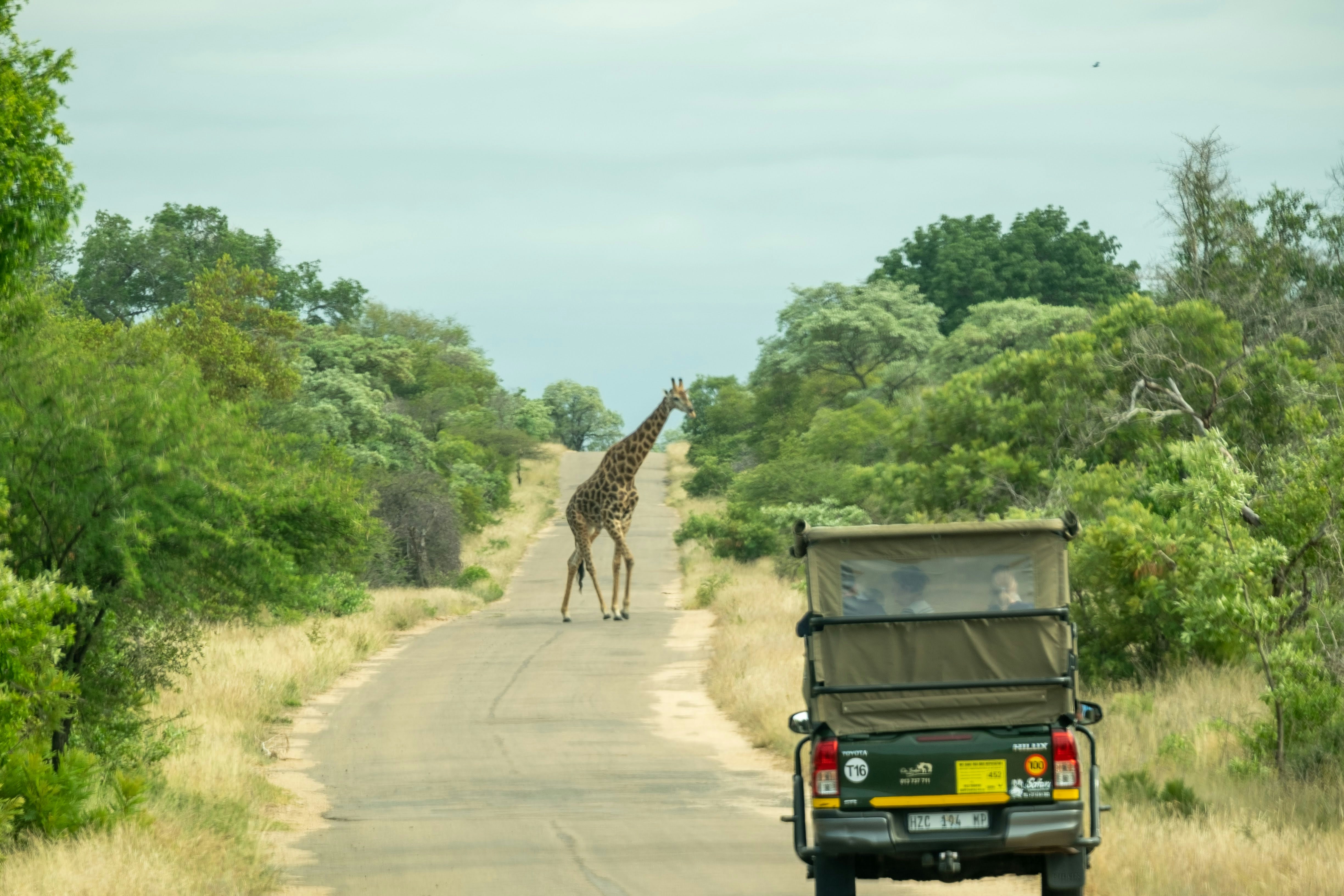 Infrastructure Development: Roads to Extinction (image credits: unsplash)