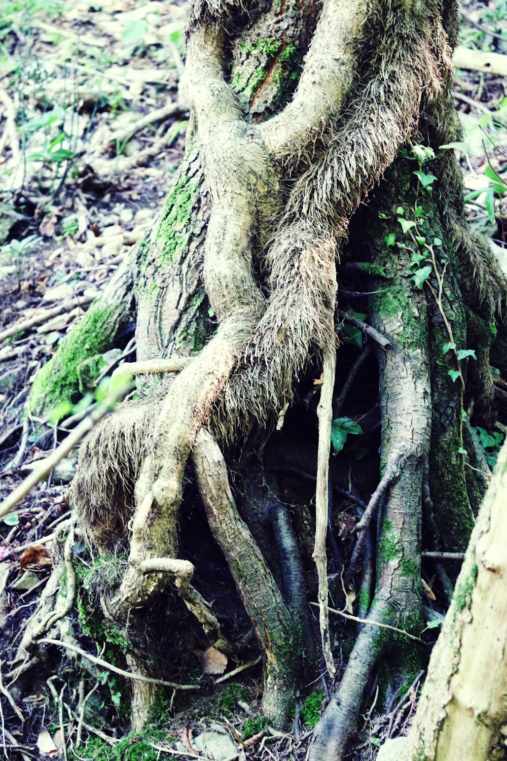 a tree trunk with many roots