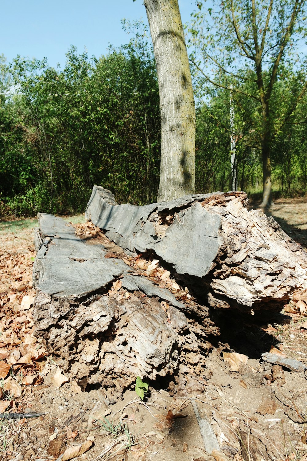 a tree stump with a hole in it