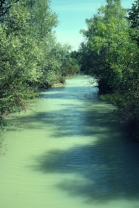 a river with trees on the side