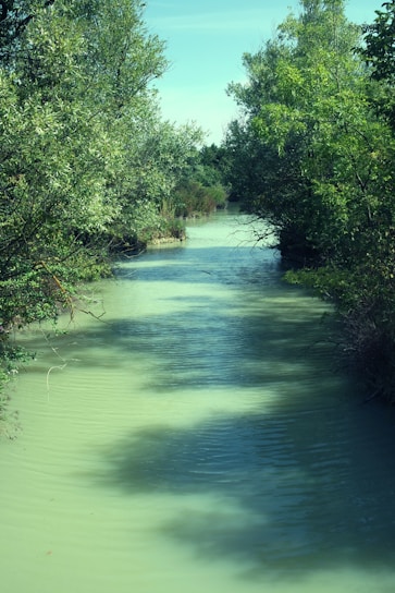 a river with trees on the side