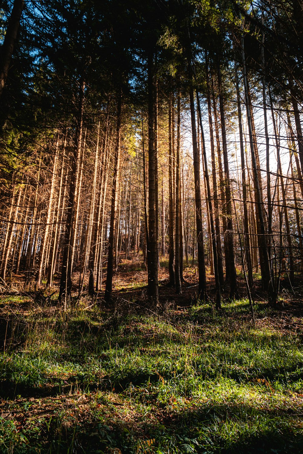 a forest of trees