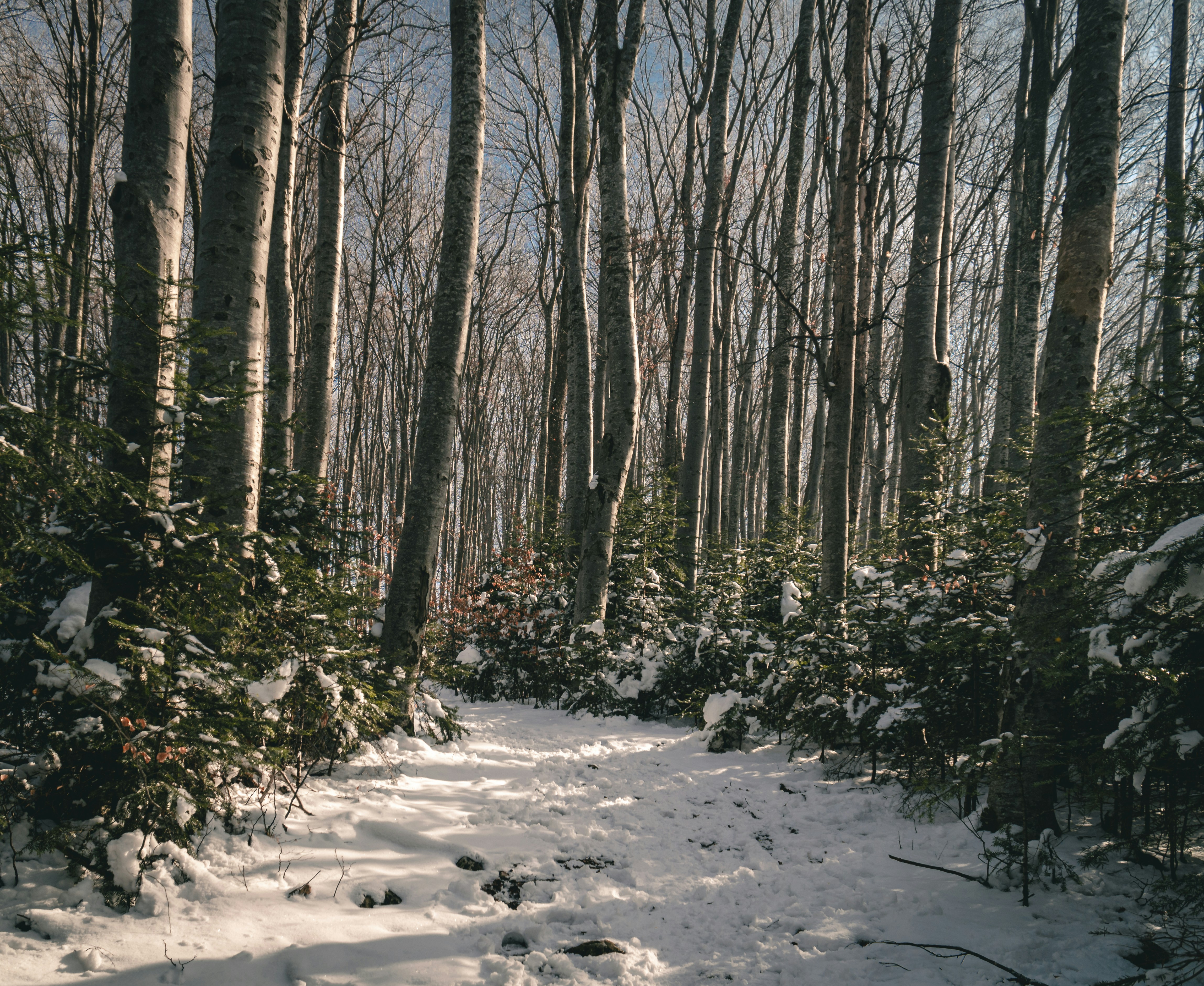 Romania forest in Brasov mountains in winter with snow on trees