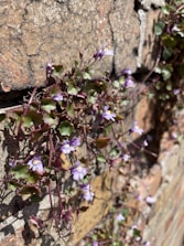 purple flowers on a plant