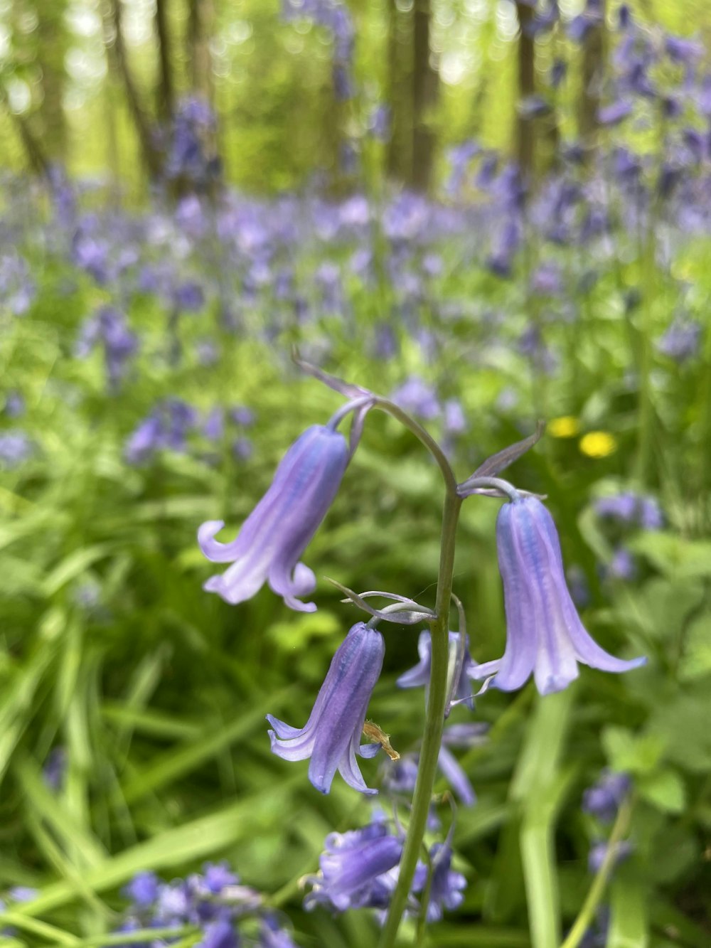 a close up of a flower