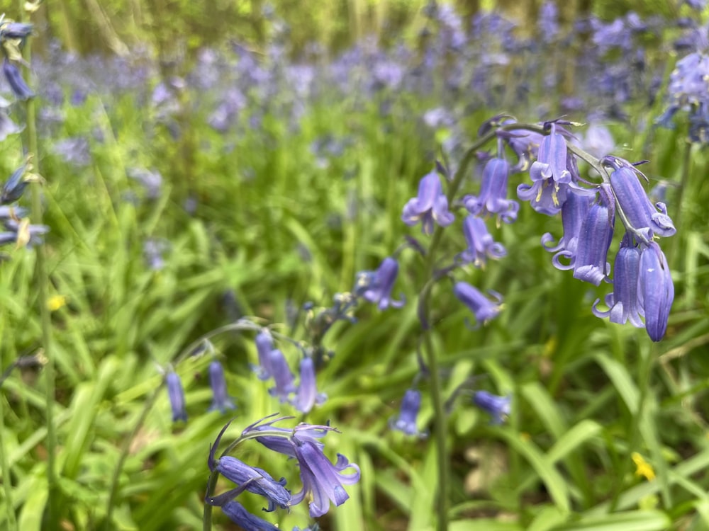 a close up of flowers