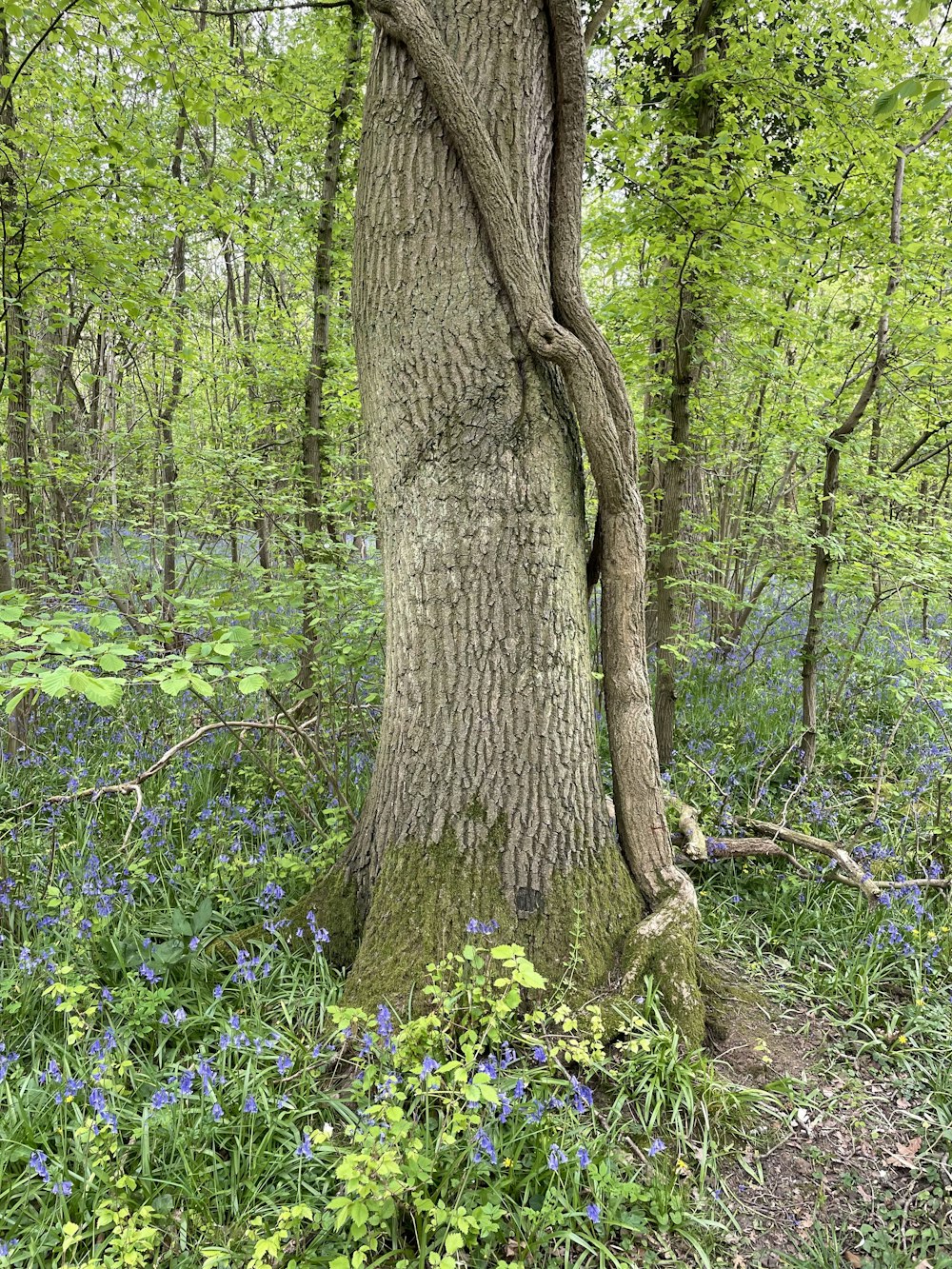 Un arbre avec beaucoup de branches et de fleurs