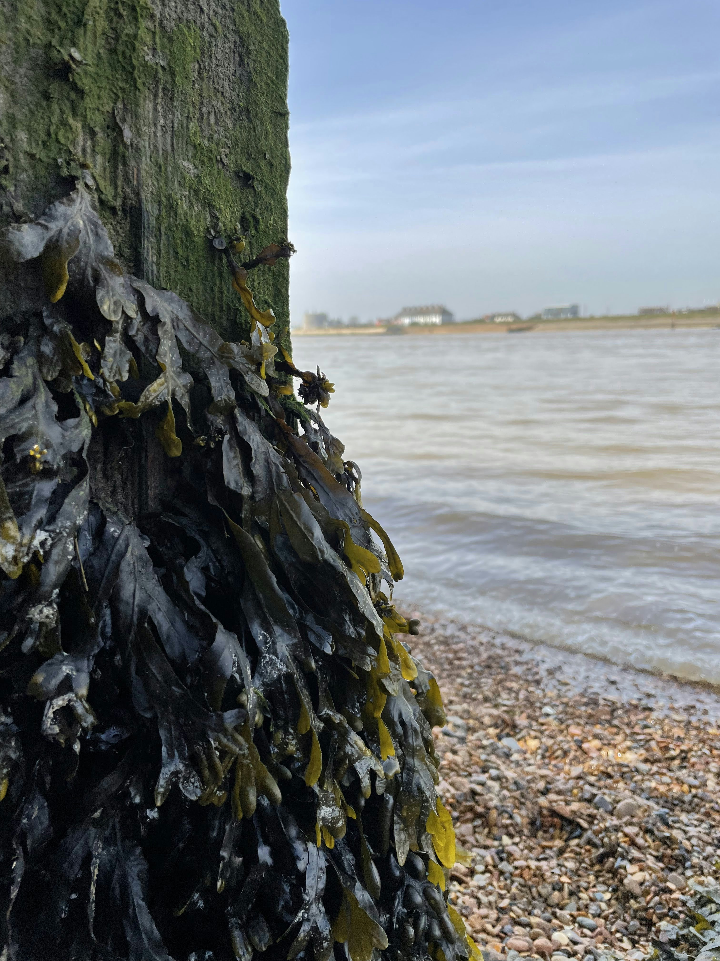 a tree trunk on a beach