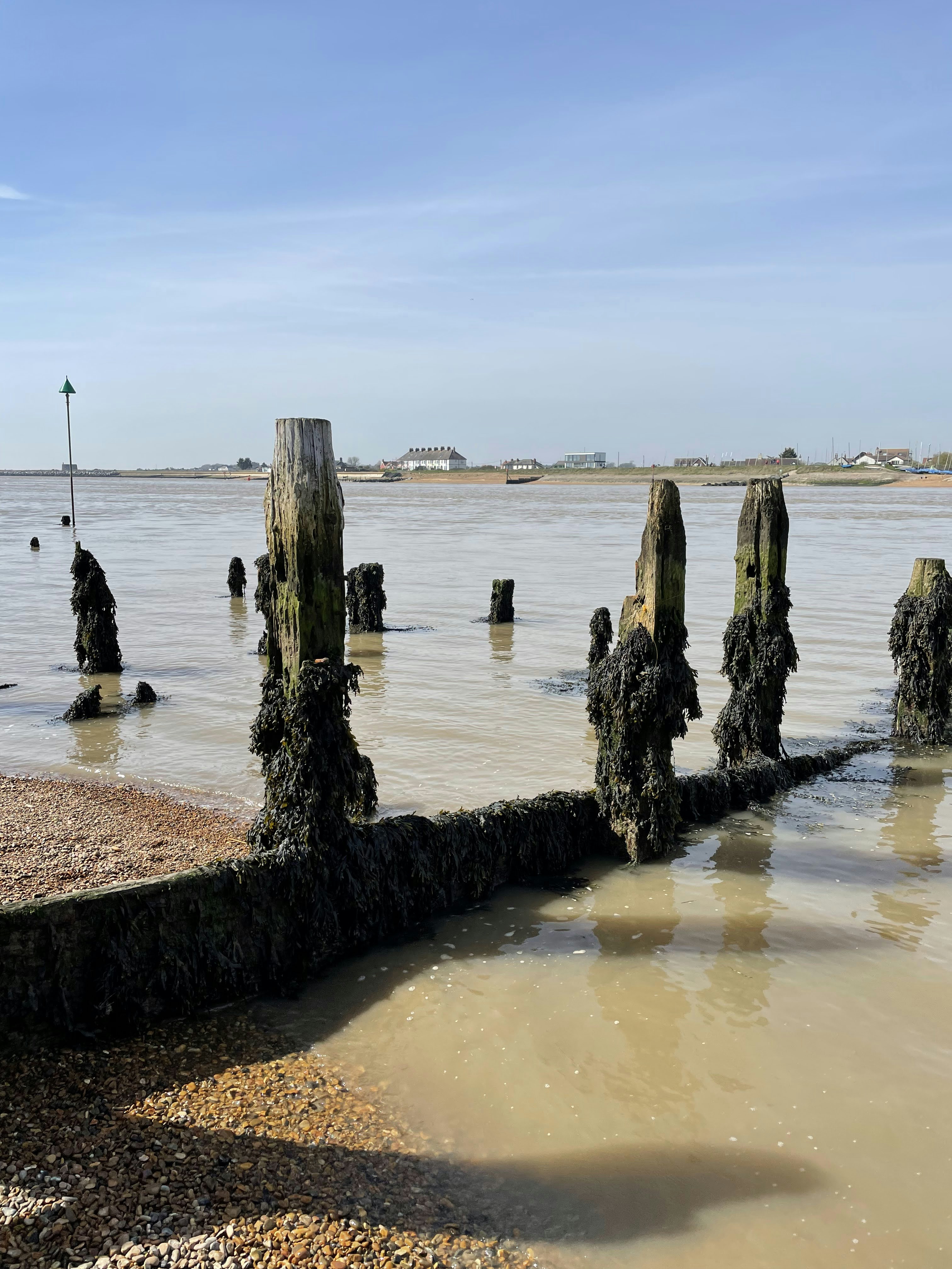 a group of trees in a body of water
