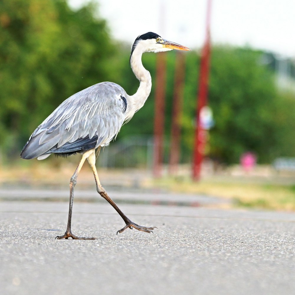 a bird walking on a road