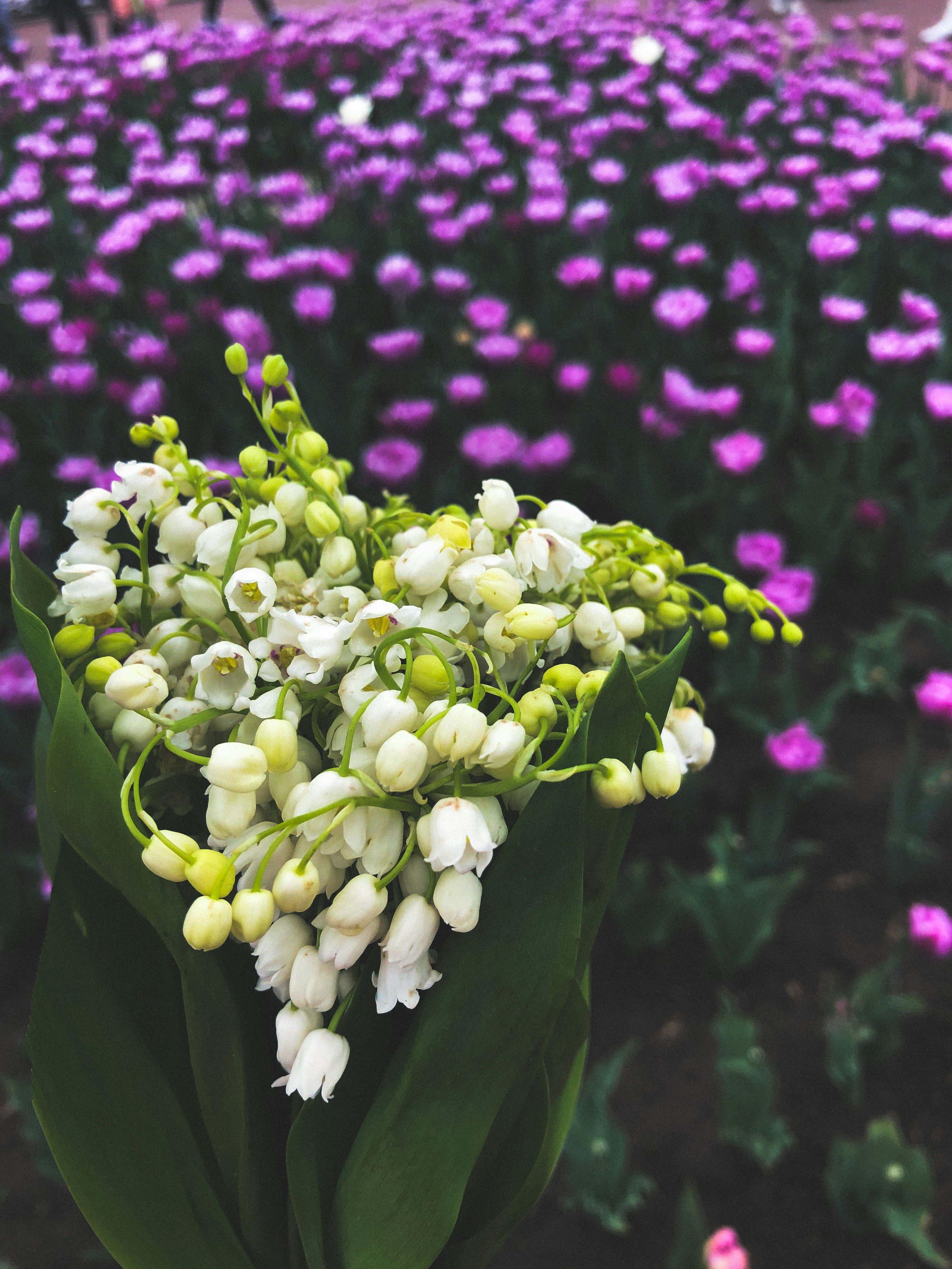 a close up of a flower