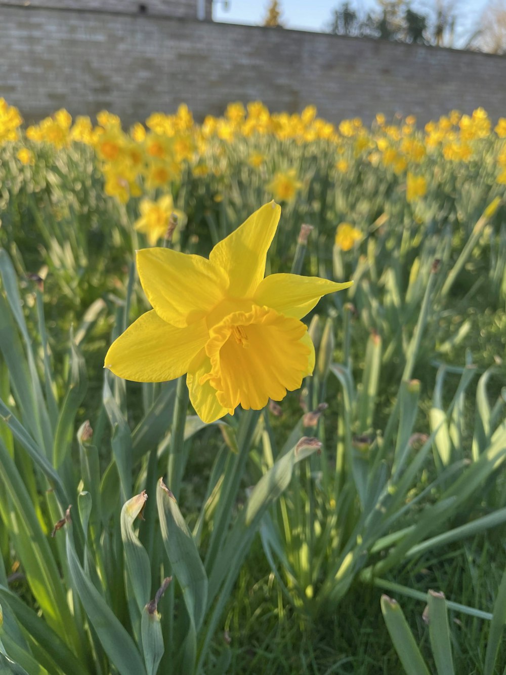 a yellow flower in a field of grass