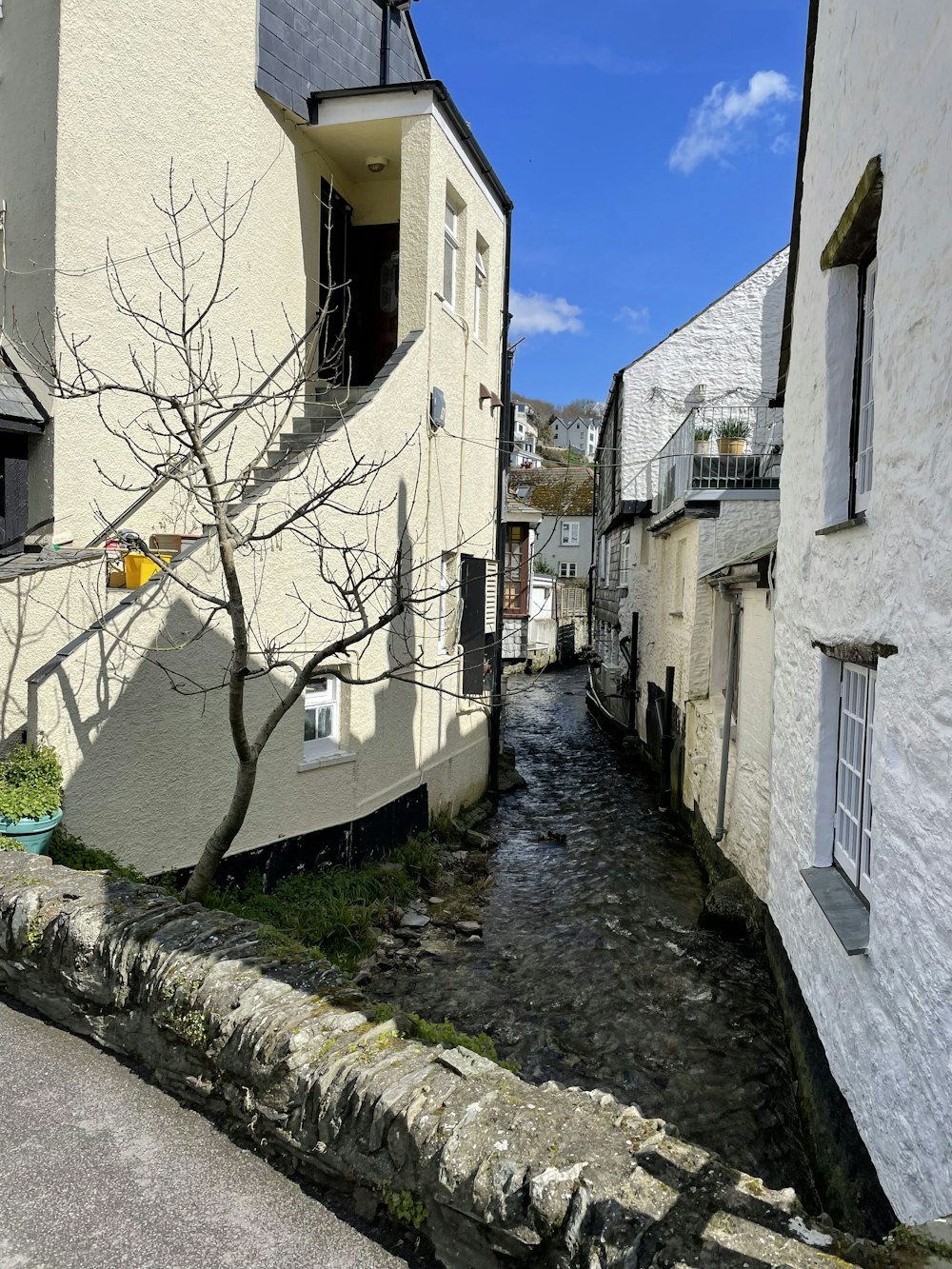 a tree in a narrow alley between buildings