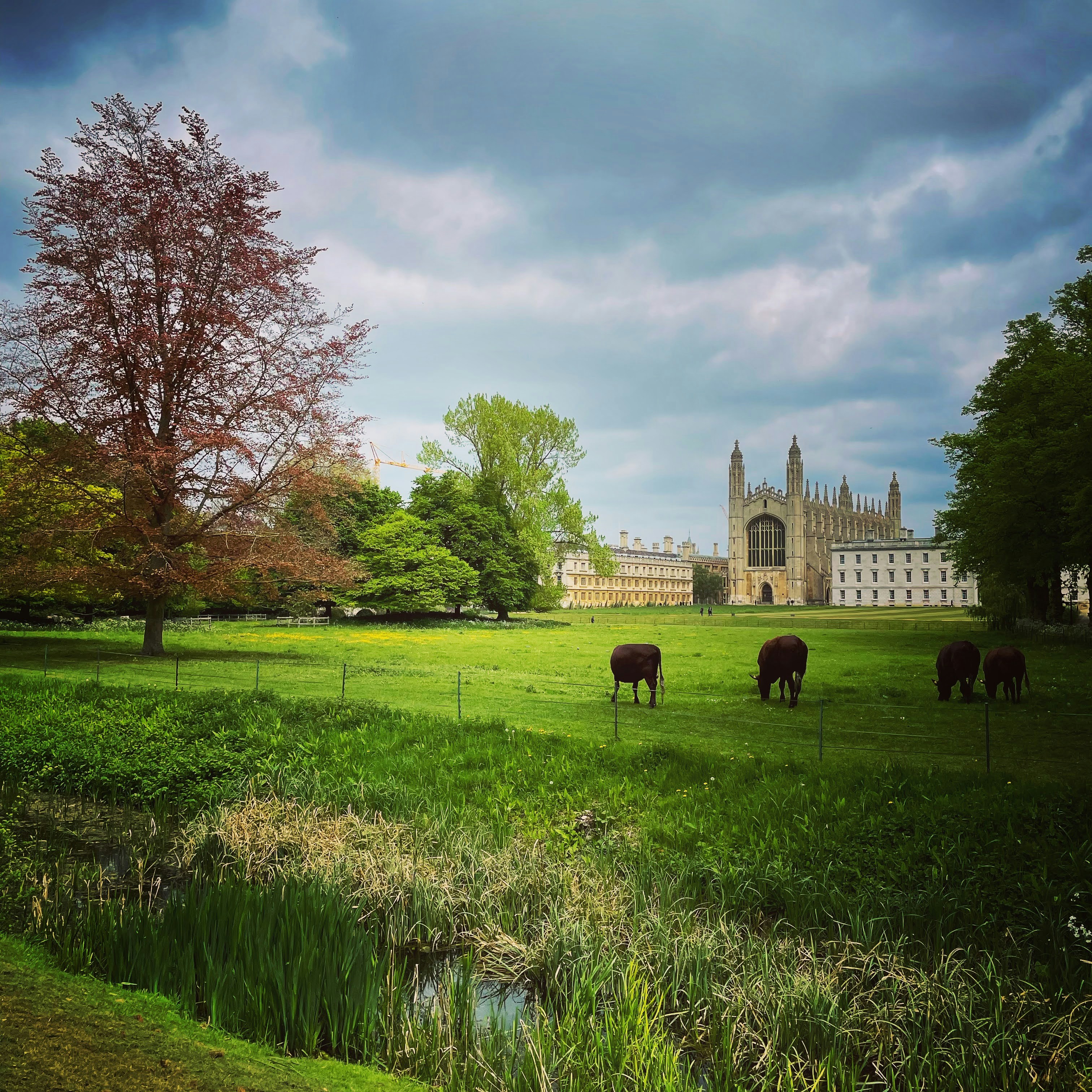 a group of cows grazing in a field