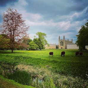 Pastoral scene with several cows grazing in a lush green field in the foreground, bordered by a small pond with reeds and tall grasses. In the background, there are various trees including a large tree with reddish-brown leaves and some green foliage. A grand, historic European building with a cathedral-like structure and pointed arches is seen against a cloudy sky.