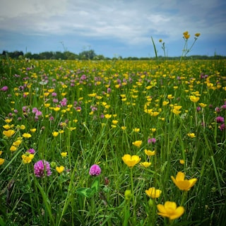 a field of flowers