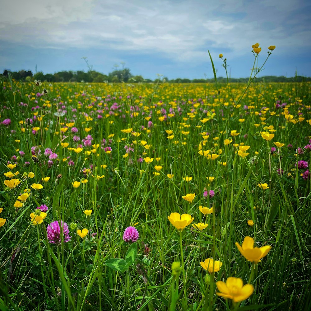 a field of flowers