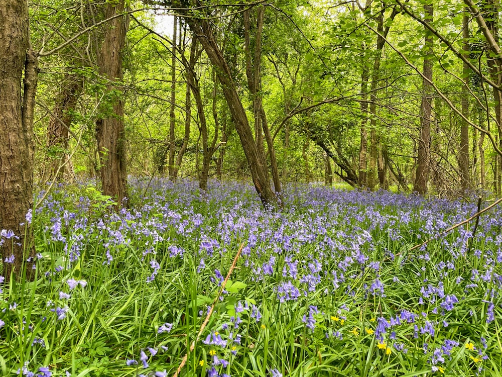 a field of flowers in a forest