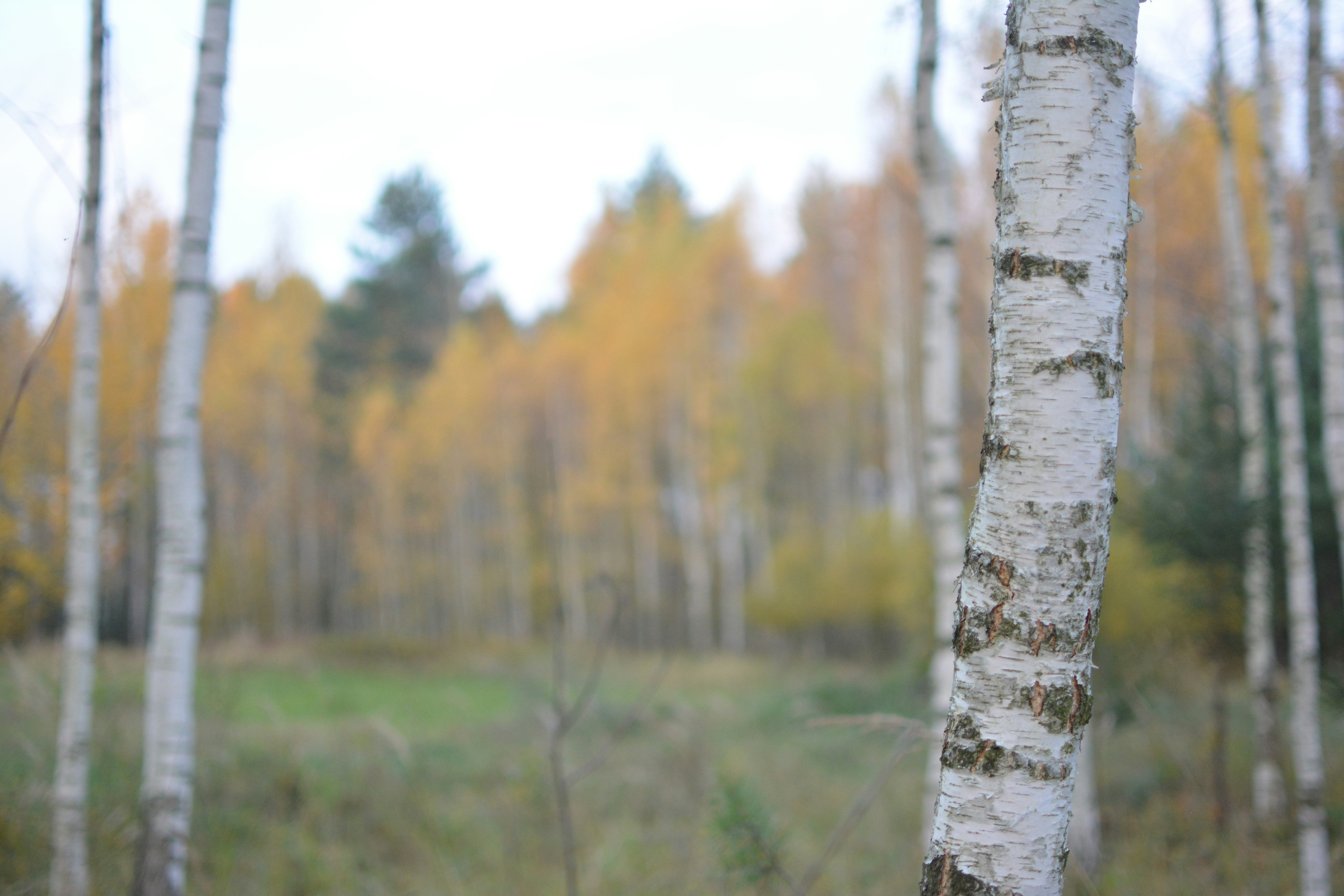 Photo by jamiepolivka