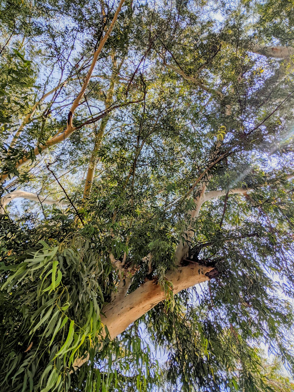 Un arbre à nombreuses branches