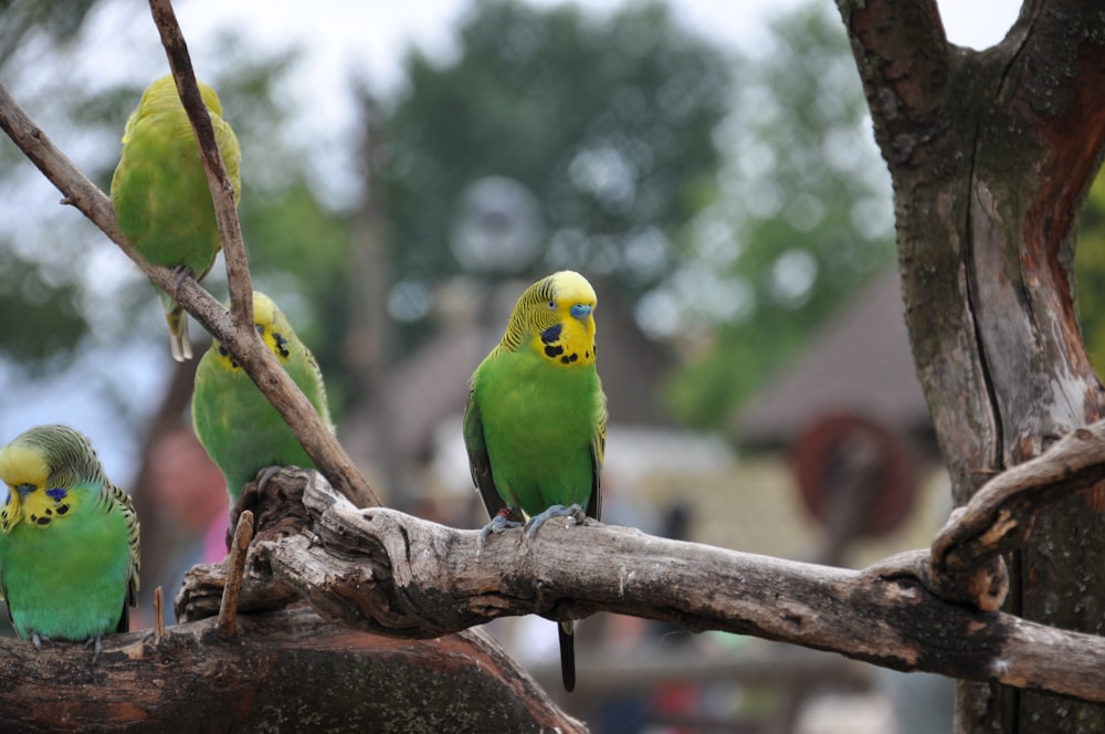 a couple of birds on a tree branch