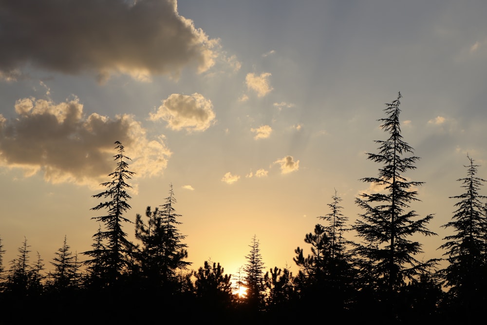 a group of trees with the sun behind them