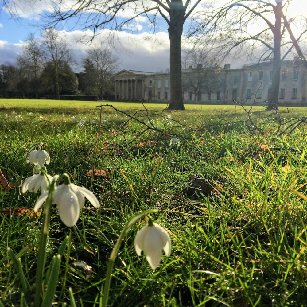 白い花が咲く草原