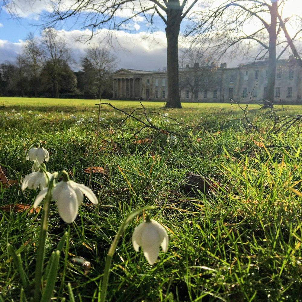 a field of grass with white flowers