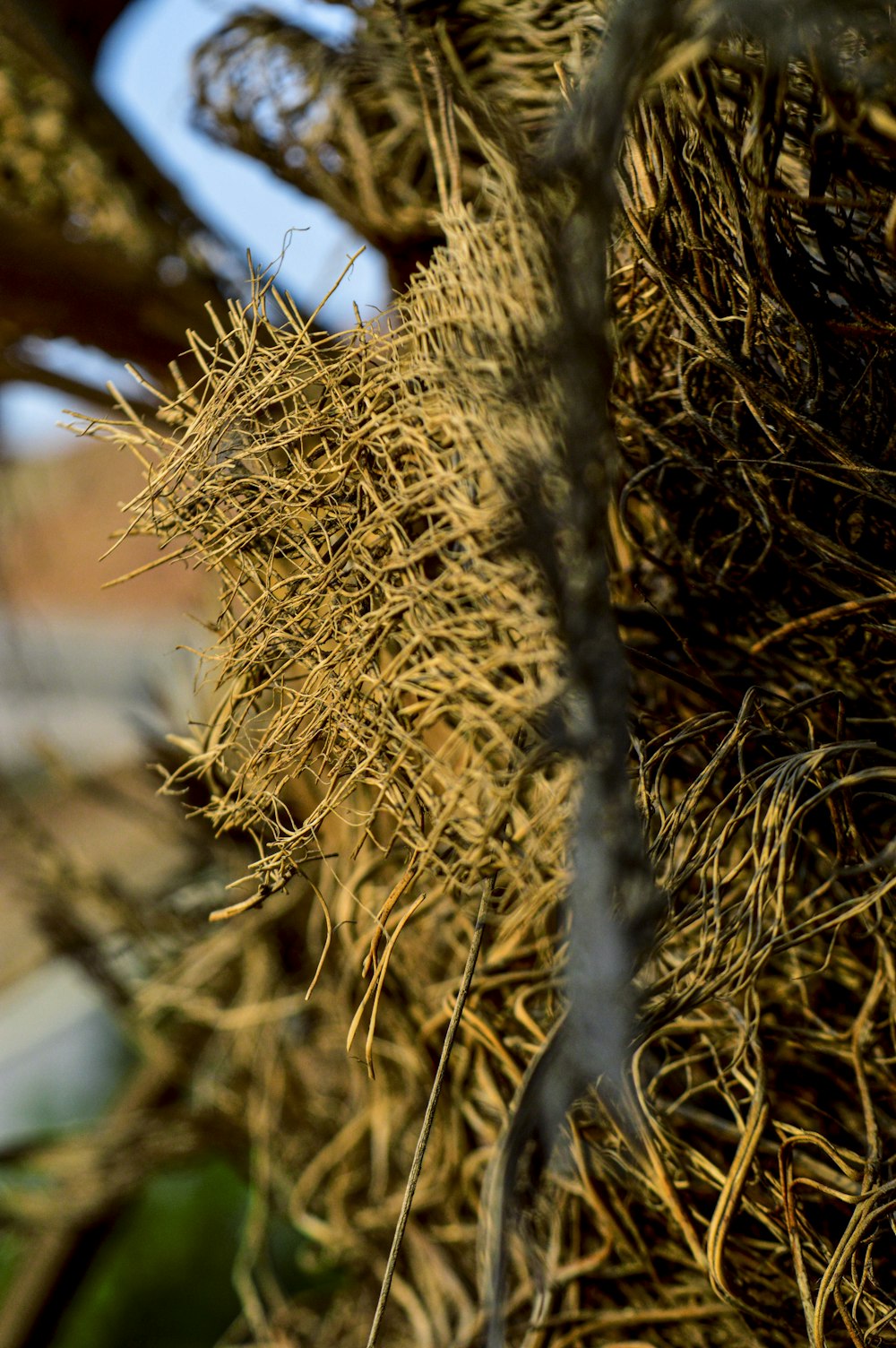 close up of a plant