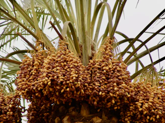 a bunch of pineapples