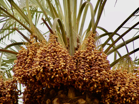 a bunch of pineapples