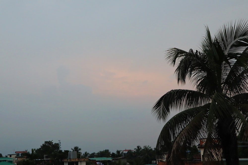 a palm tree and a cloudy sky